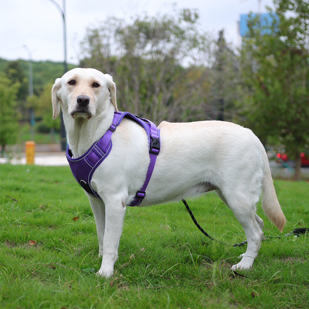 Pet Dog Training Harnesses Wit - Pet Supplies Locations avaliação e preço