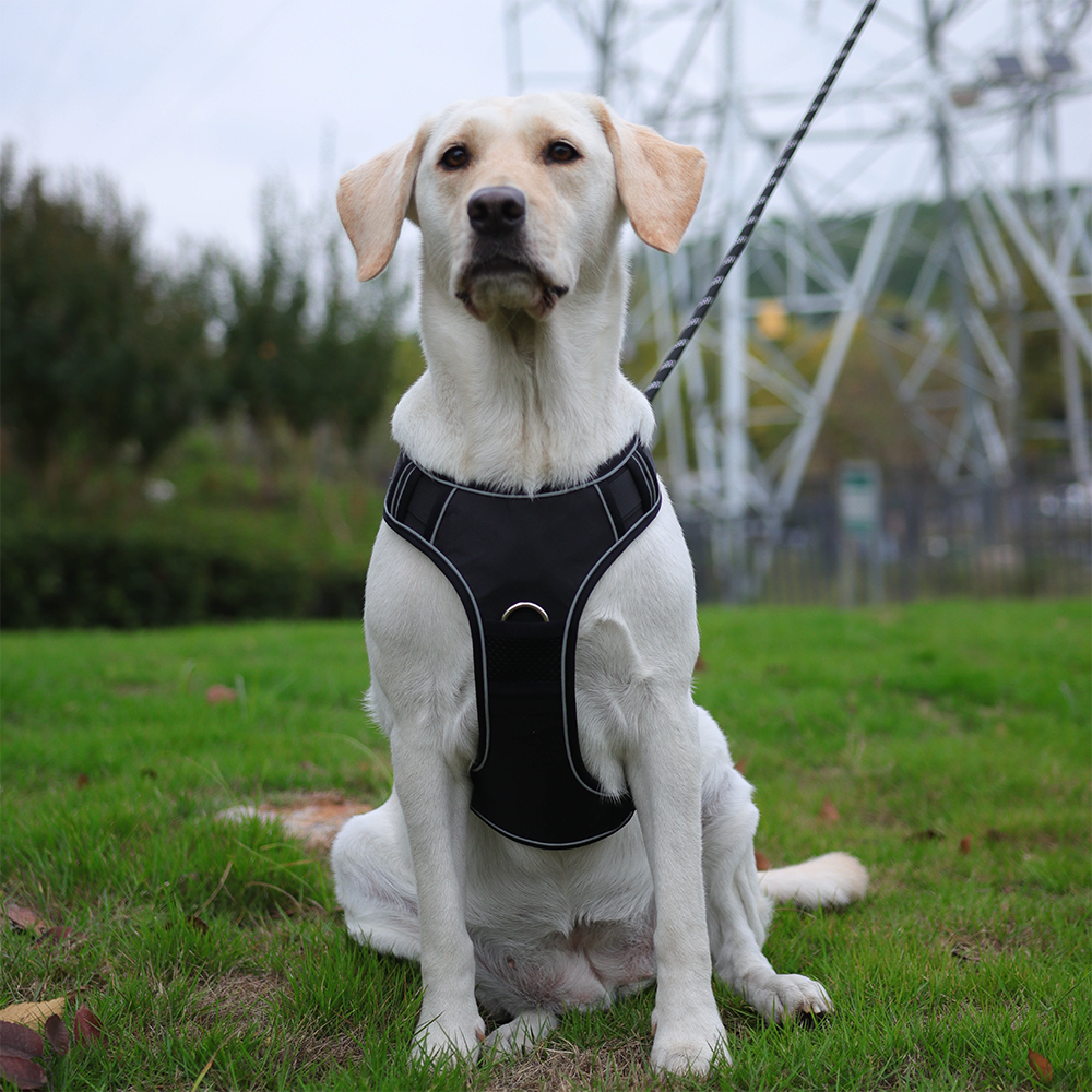 Pet Dog Training Harnesses Wit - Pet Supplies Locations avaliação e preço
