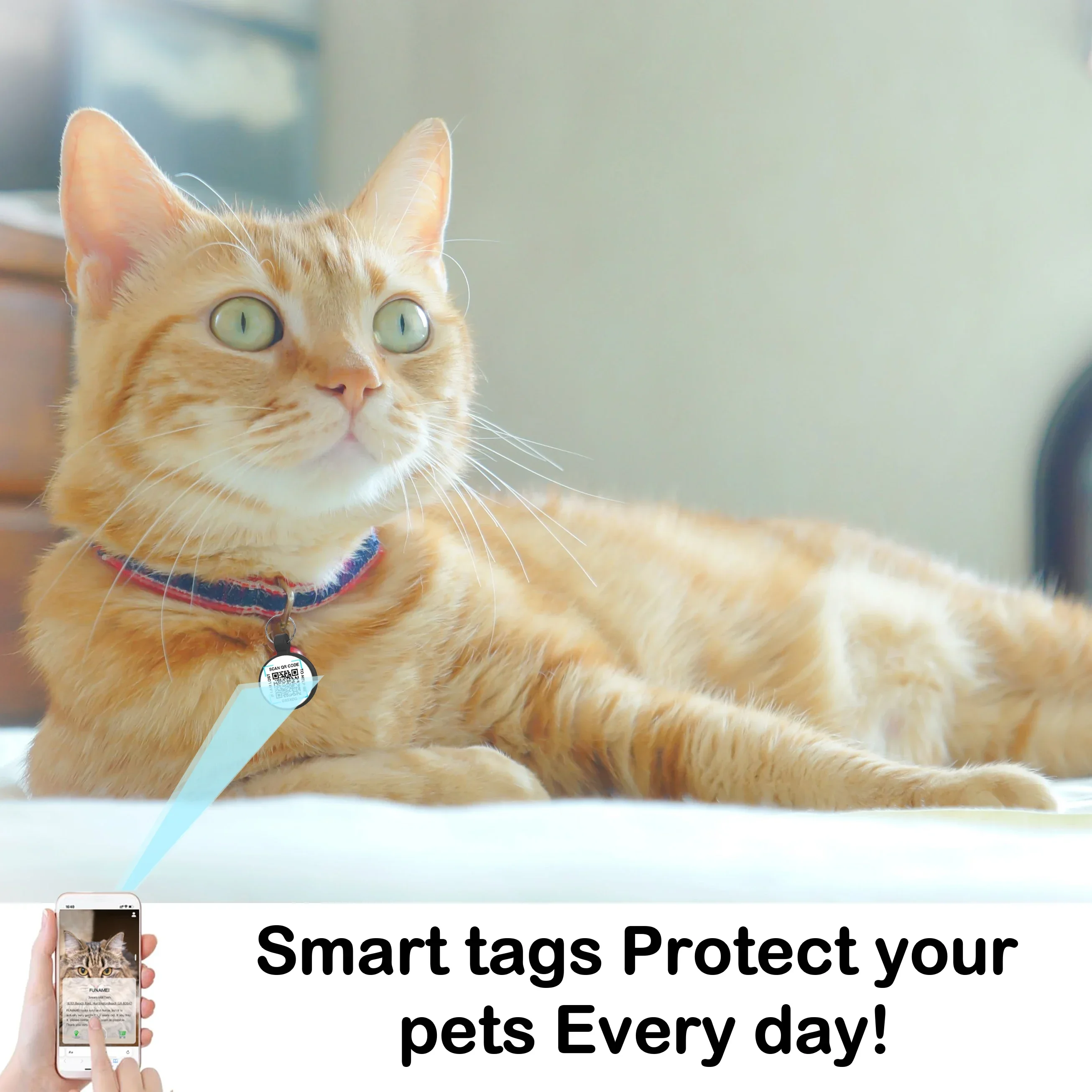 Silica Gel Pet Cat Dog ID Tag  - Pet Supplies Locations avaliação e preço